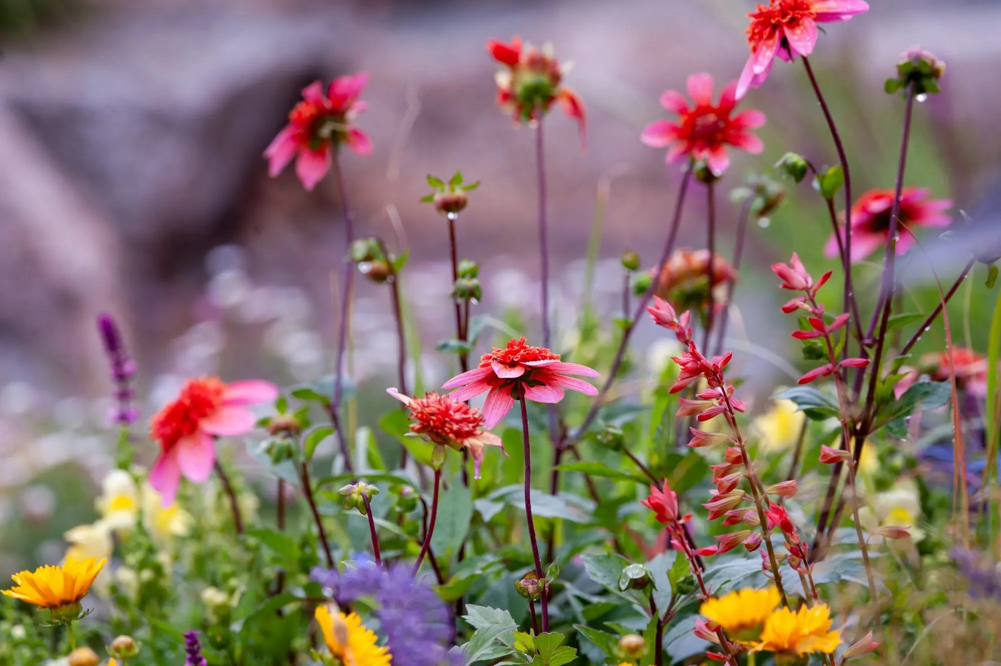 Pink dahlias rising through colourful layered summer planting